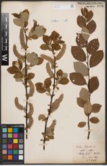 Foto von Salix caprea L.